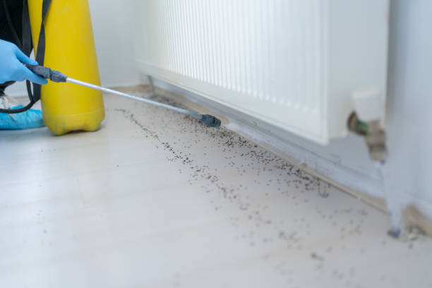 Best Flea Control Services  in Perry, KS